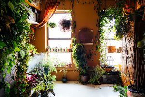 Adding Plants to your Boston Apartment